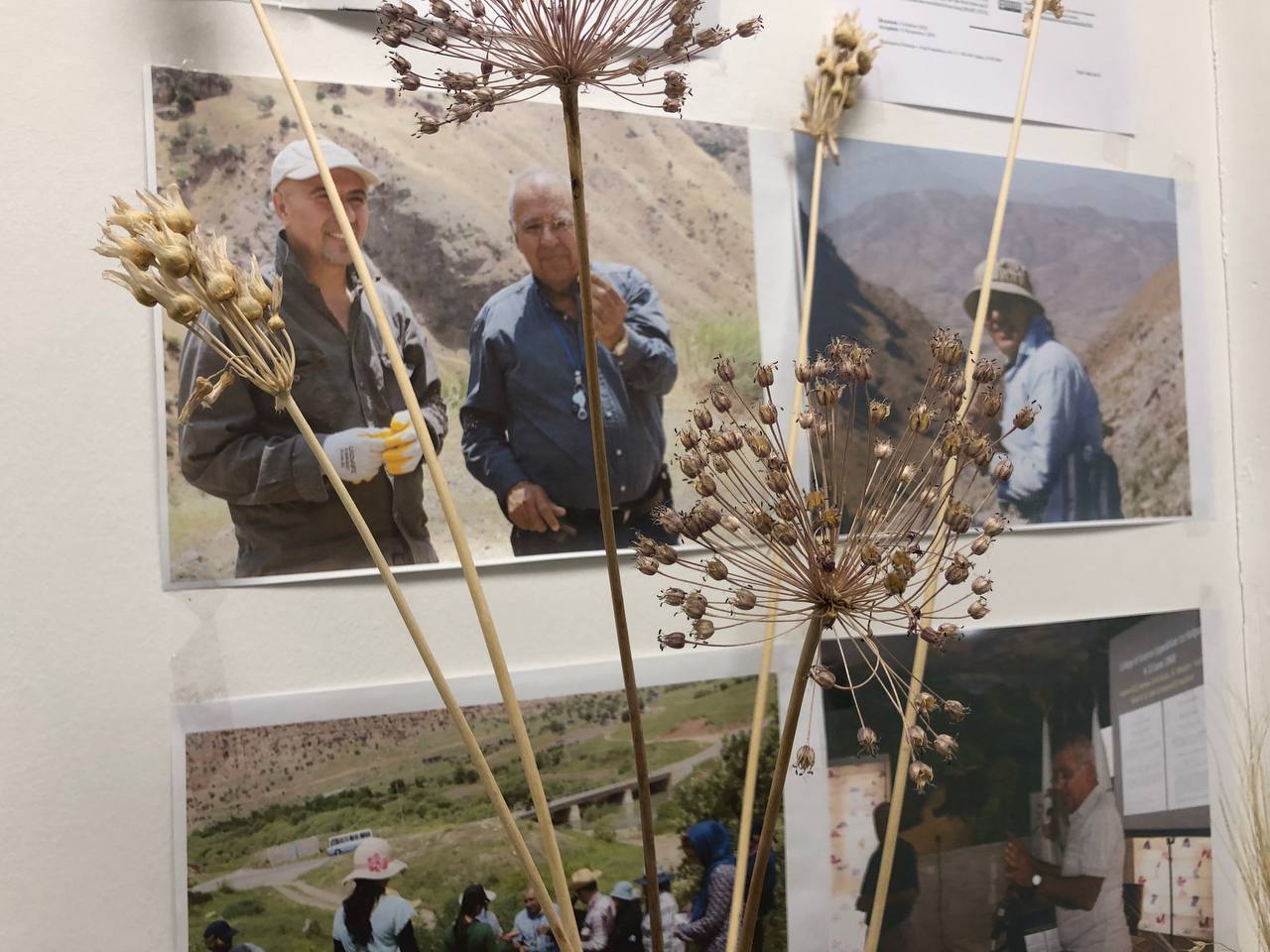 Ruaki kurdistan