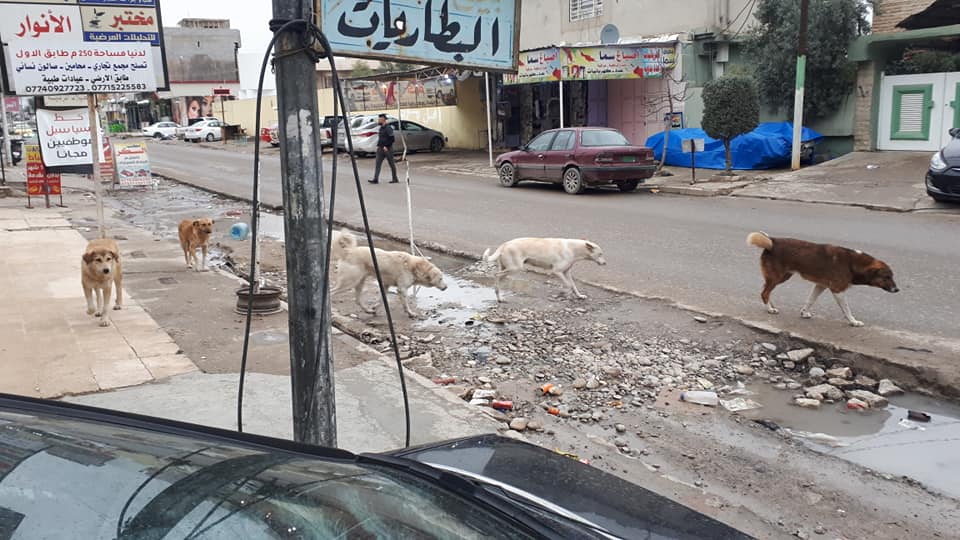 Wild dogs are given poisonous foods in Mosul