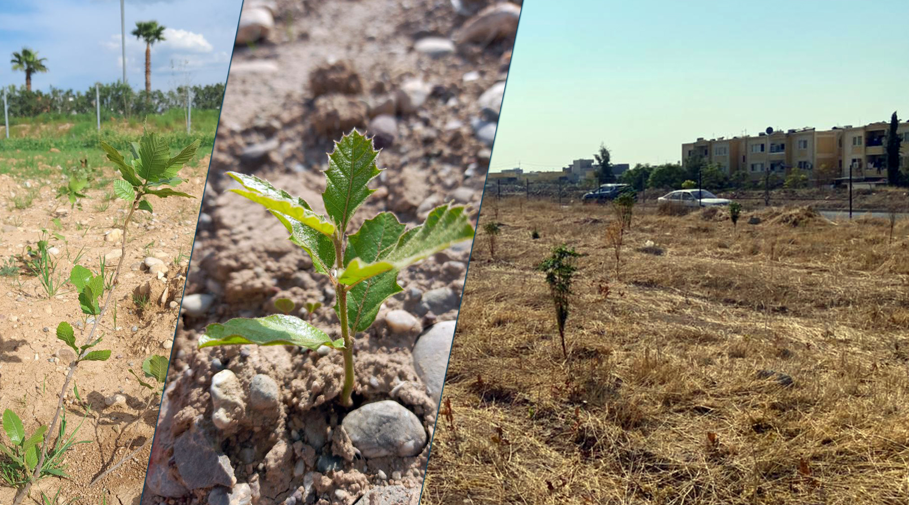 Erbil Green Belt: Youth Project to Plant 1 Million Oak Trees