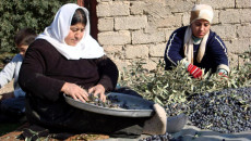 COVID-19 reduces demand for olives produced by minority communities in Bashiqa