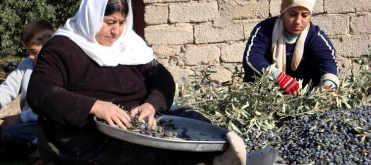COVID-19 reduces demand for olives produced by minority communities in Bashiqa