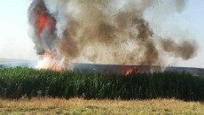 Thousands of donums of grain crops burned in Kirkuk and Nineveh