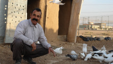 Displacement is not a barrier to his hobby, pigeons