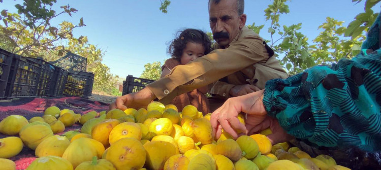 هەنجیرە هەنگوینییەكەی داقوق كەمدەكات