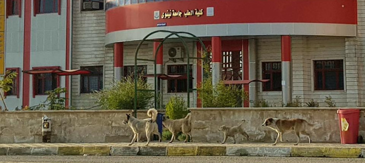 سه‌گی به‌ره‌ڵا؛ بۆته‌ هه‌ڕه‌شه‌ له‌ موسڵ