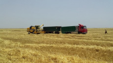 57 يوما على ازمة تسويق مزارعي نينوى لمحصول الحنطة
