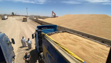Federal government purchases grain products of Kirkuk farmers