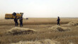 الجيش العراقي يسمح للمزارعين الكورد لحصاد محاصيلهم في آلتون كوبري.. "سركران" تنتظر