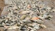 4,000 fish worth USD20,000 died in Khanaqin