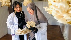 2 genç öğrenci istiridye mantarı üretiyor