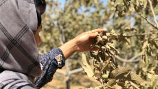 Shingal (Snjar): From Land of figs to Desert by Drought