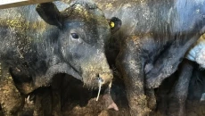 Imported Brazilian cows to be quarantined until confirmed safe, Iraqi authorities