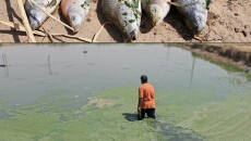 Worms Infect Fish Ponds of Garmian<br>Sewage Destroys Fish Farming Projects