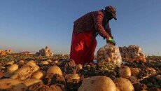 Project in Sheikhan: Cleans Environment, Produces Potatoes, Generates Job Opportunities for Women