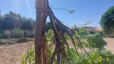 Chinaberry can’t Withstand Slemani Storms<br>Mulberry, Oleander and Pine Replace it