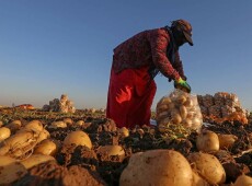 Project in Sheikhan: Cleans Environment, Produces Potatoes, Generates Job Opportunities for Women