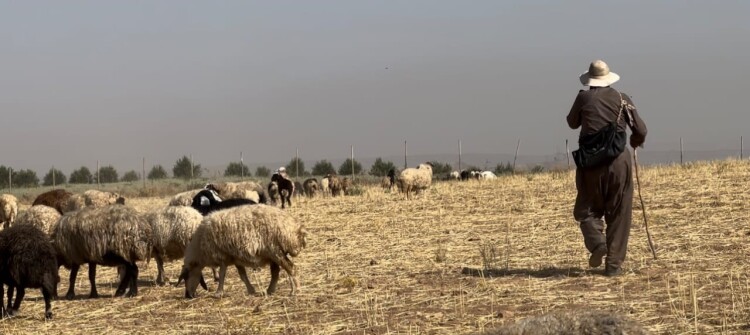 ئەركی ئاژەڵداران ئێجگار قورس بووە<br>حكومەت دەستگیرۆییان ناكات ئەوانیش ئاژەڵەكانیان لەناودەبەن