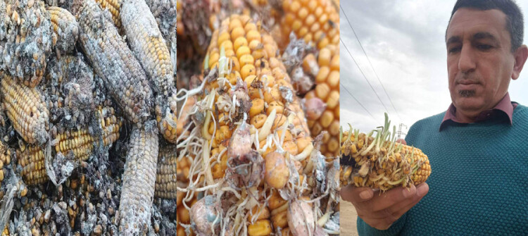 آلاف الأطنان من محصول الذرة مهددة بالتلف في كركوك