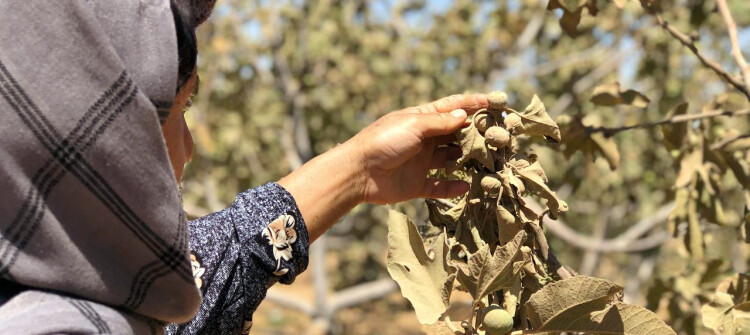 ئەوكاتەی باخەكەی شیرین فەوتا؛ چیرۆكی وشكبوونی هەنجیری شنگال