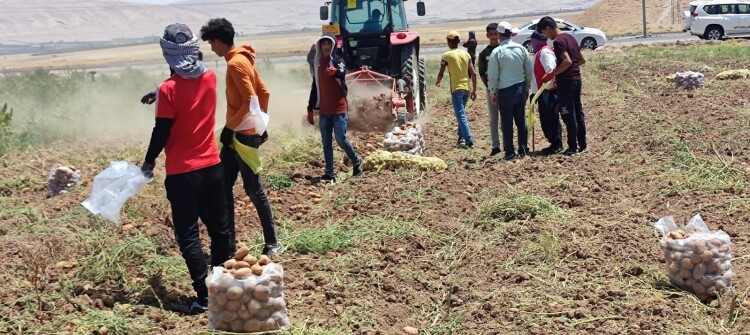 Hükümetin tutumu Başikalı patates üreticilerini vurdu
