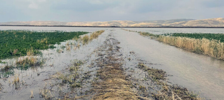 مياه سد الموصل دمرت المحاصيل ولا تعويضات تُذكر.. عشرات المزارعين متفاجؤون
