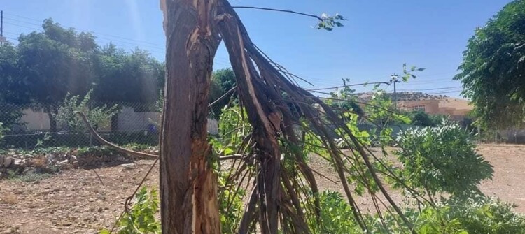 Chinaberry can’t Withstand Slemani Storms<br>Mulberry, Oleander and Pine Replace it