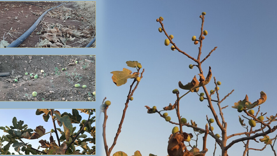 Thousands of Shingal's (Sinjar) fig trees wilting