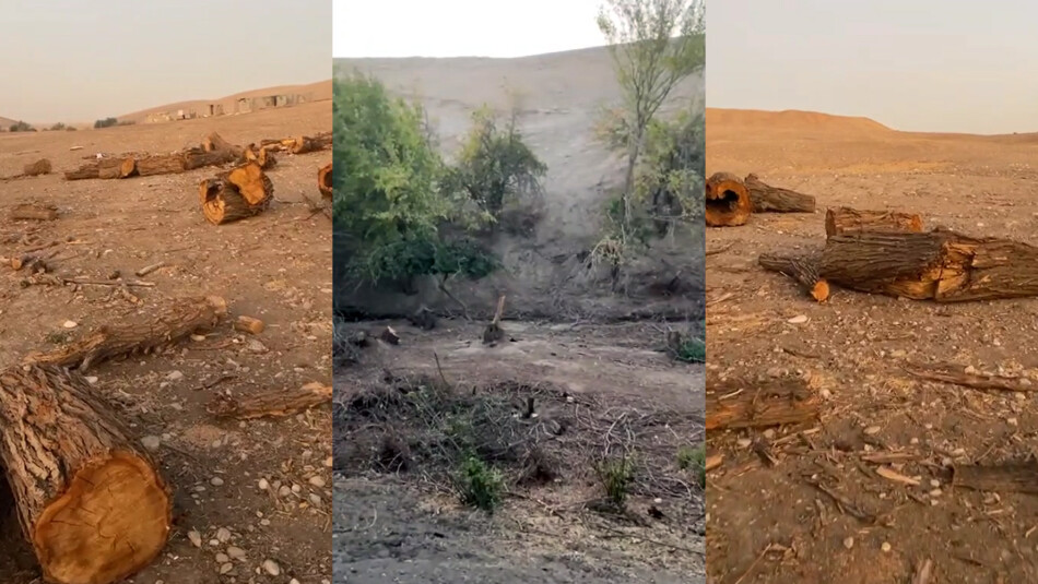 Over 50 Aged Trees Cut down in Kirkuk Village