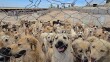 حكومه‌ت ده‌ستی له‌ كوشتنی سه‌گی بێلانه‌ هه‌ڵگرت، به‌ڵام خه‌ریكه‌ ده‌یانخنكێنێت