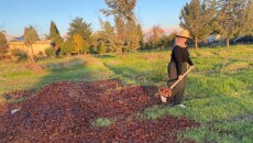 Simple but Fertile: Sima Transfers Pomegranate, Fruit Peel to Compost