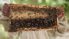 Climate Change Impacts Damage Beekeeping Projects of Garmian