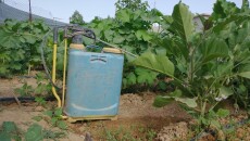 Imported Seeds Pose Threat to Reproduction and Pregnant Women