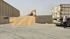 Shingal (Sinjar): Wheat Production Exceeds 40 Tons, but Silo Receives Only Half