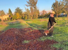 Simple but Fertile: Sima Transfers Pomegranate, Fruit Peel to Compost