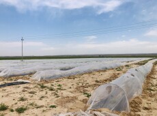 Kürdistan Bölgesi’nde seracılık: Ürünler erken yetişiyor, toprak verimliliğini kaybediyor