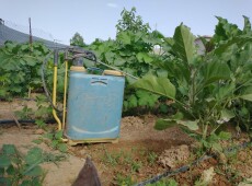 Imported Seeds Pose Threat to Reproduction and Pregnant Women