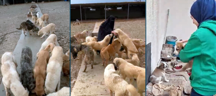 Kirkuk Suffers from Stray Dogs<br>Shooting Stopped, Shelter “Useless”