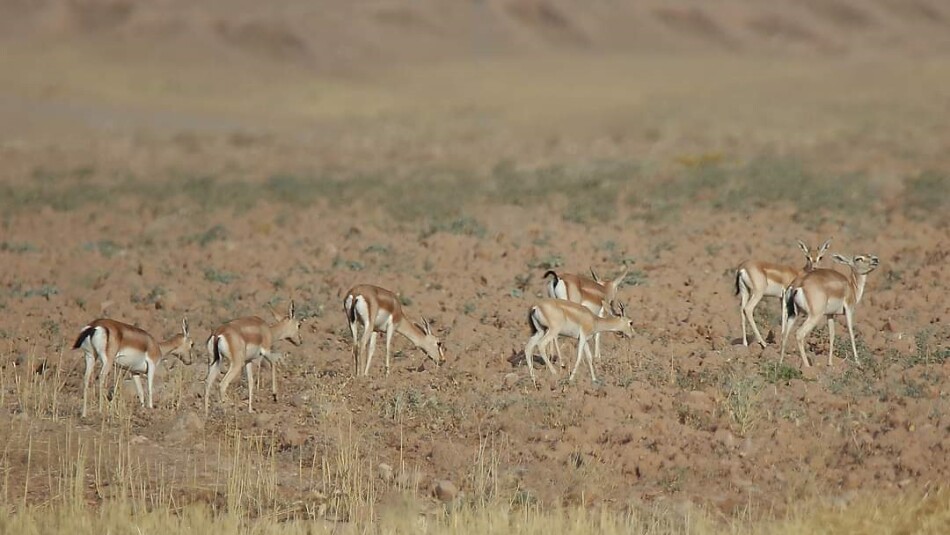 Kyodostan: Guardians of Wildlife in Garmiyan