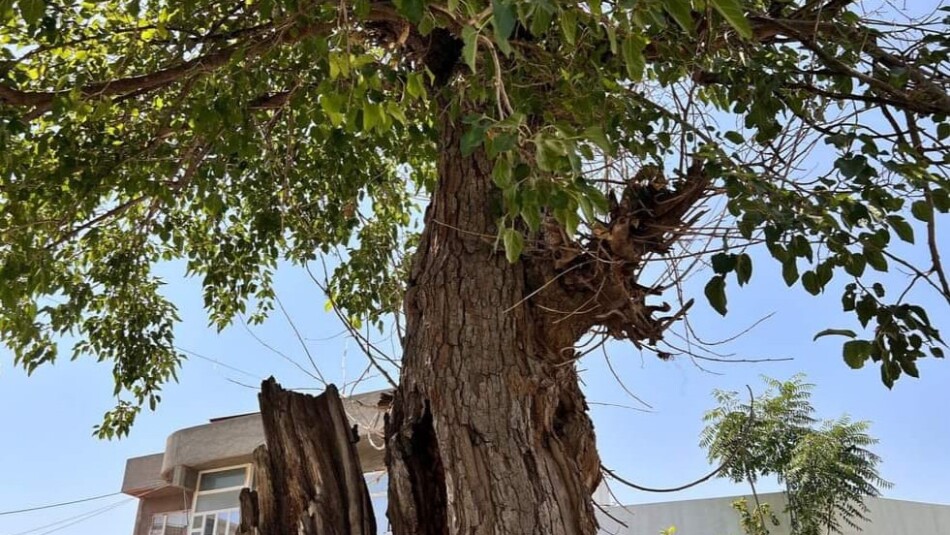 Old Trees: Unknown Soldiers for Environmental Protection