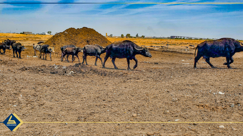 مرداربونەوەی 300 گامێش لەكەركوك<br>گامێشەوانەكان دەڵێن هۆكارەكەی پیسبونی ئاوی روباری خاسەیە