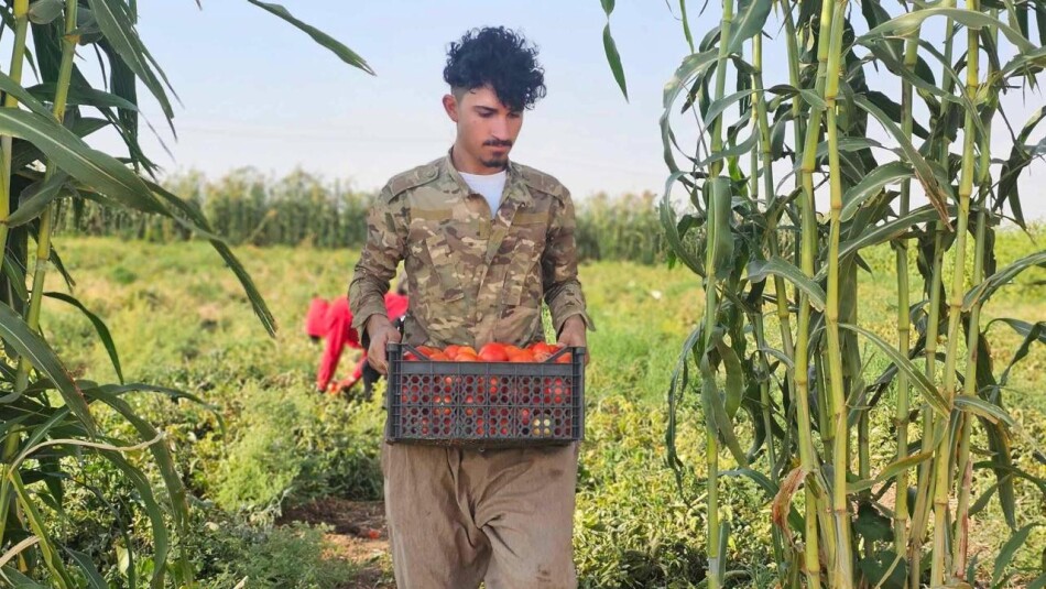 رداً على طلب رئيس مجلس المحافظة... زراعة كركوك: لن نوقف إجراءاتنا