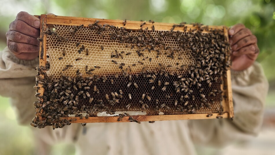 Climate Change Impacts Damage Beekeeping Projects of Garmian
