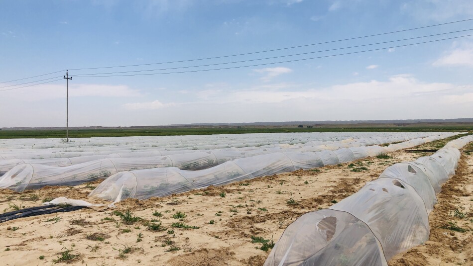 Kürdistan Bölgesi’nde seracılık: Ürünler erken yetişiyor, toprak verimliliğini kaybediyor