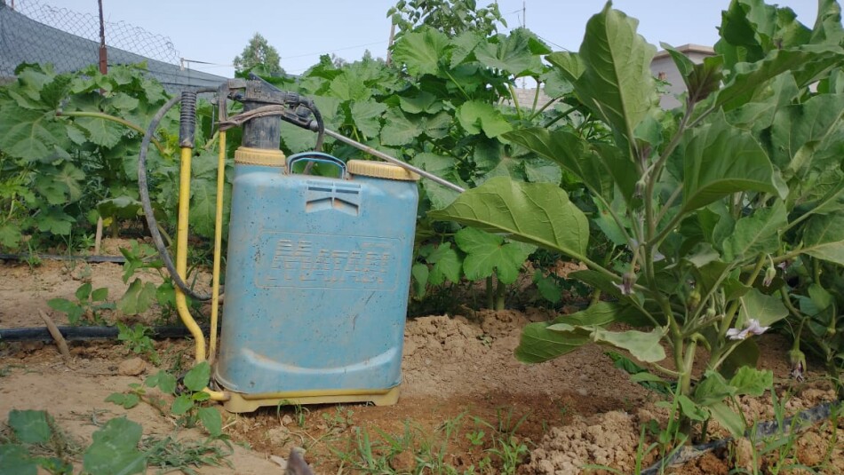 Imported Seeds Pose Threat to Reproduction and Pregnant Women