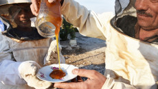الوظيفة الأحلى في العراق: تربية النحل في سهول نينوى