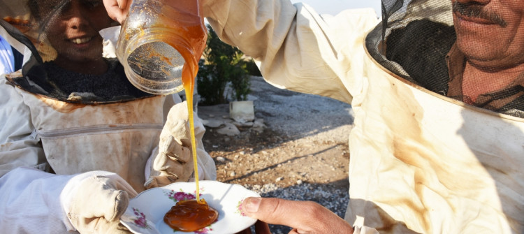 الوظيفة الأحلى في العراق: تربية النحل في سهول نينوى