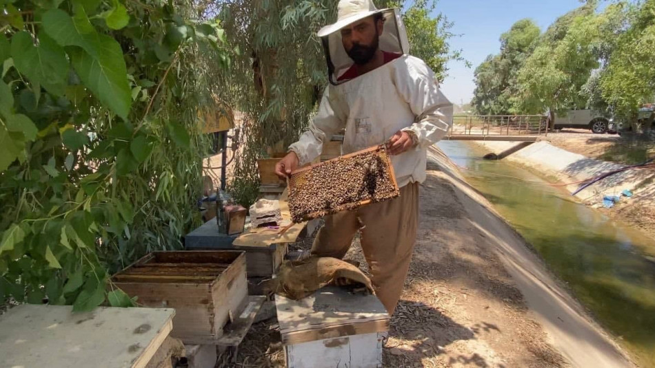 ليزان الكاكئي: تربية النحل عملية دقيقة