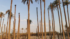 Lawmaker traces bulldozing Khanaqin palm groves