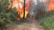Musul’da orman yangınlarından sonra binlerce ağaç dikildi