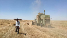 بـ 850 الف دينار عراقي .. البدء باستلام الحنطة من المزارعين في سايلوات نينوى